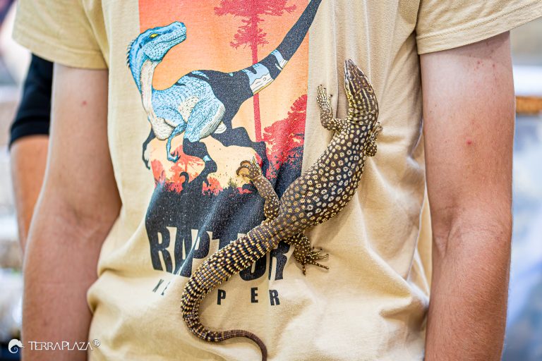 Tüskésfarkú varánusz, Varanus acanthurus erős tüskés farokkal