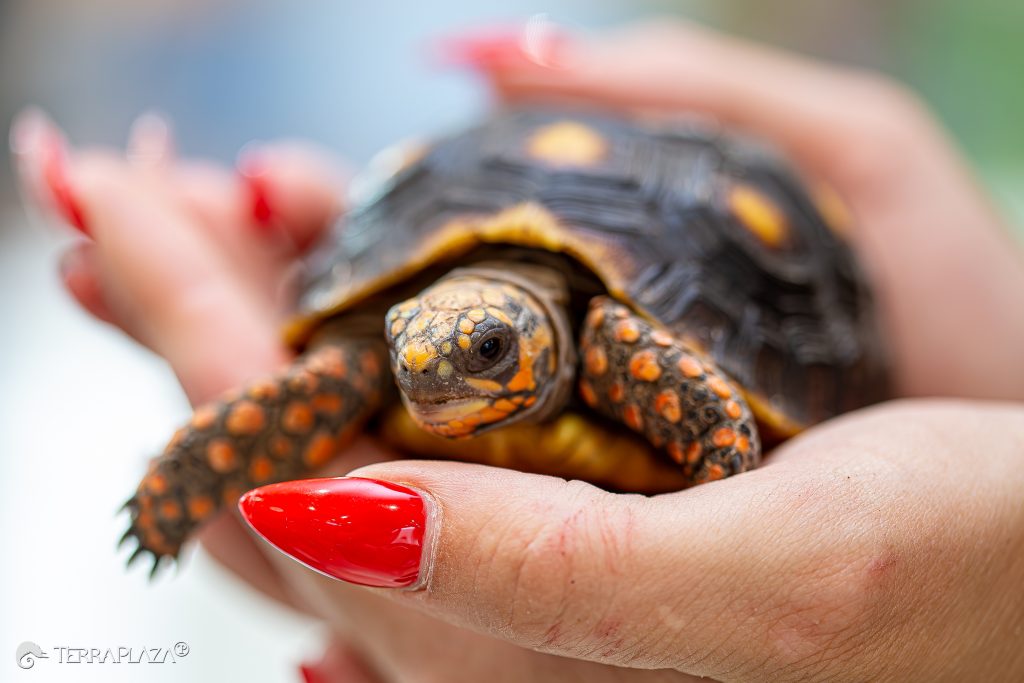 Red-footed tortoise coloration Red-footed tortoise coloration, Chelonoidis carbonarius with dark shell and orange-red markings