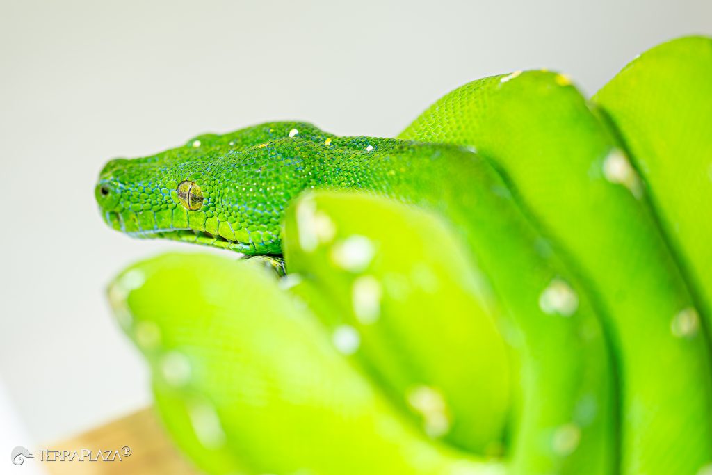 Green tree python color change Green tree python color change, Morelia viridis juvenile and adult