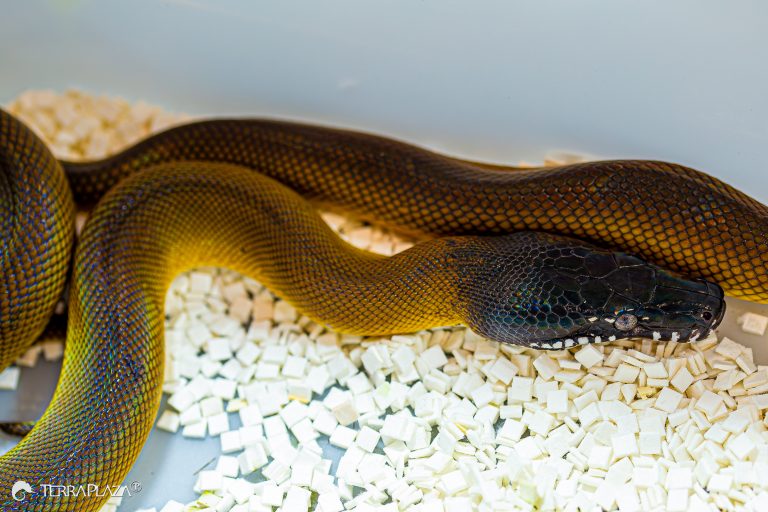 White-lipped python behavior, Leiopython albertisii in an alert posture