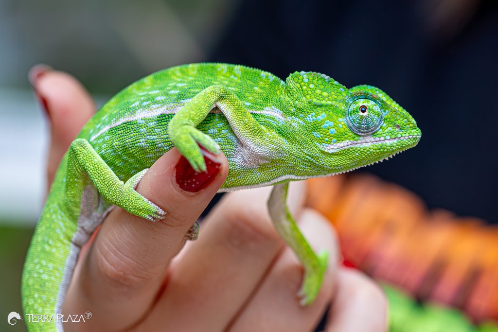 Furcifer viridis Furcifer viridis kaméleon