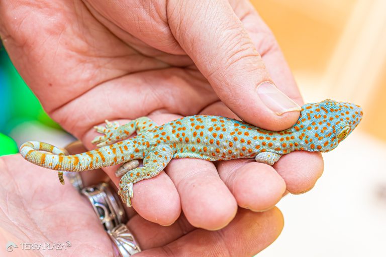 Tokay gecko, Gekko gecko calling