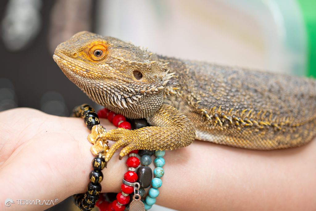 Bearded dragon, Pogona vitticeps in a dry Australian habitat