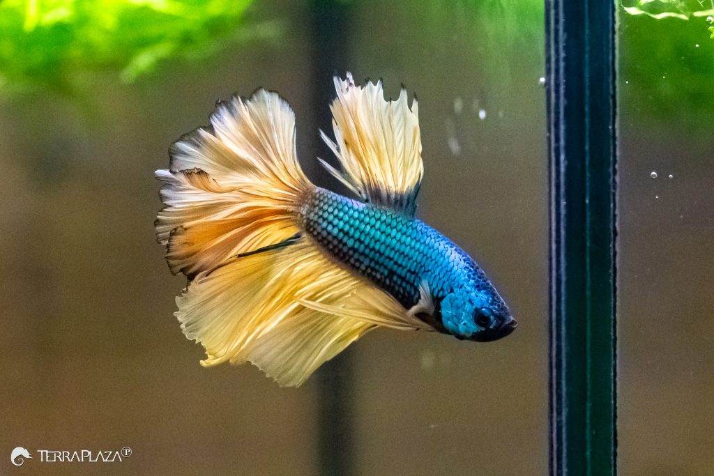 Siamese fighting fish: colours, rivalry and remarkable adaptations Colourful Siamese fighting fish (Betta splendens)