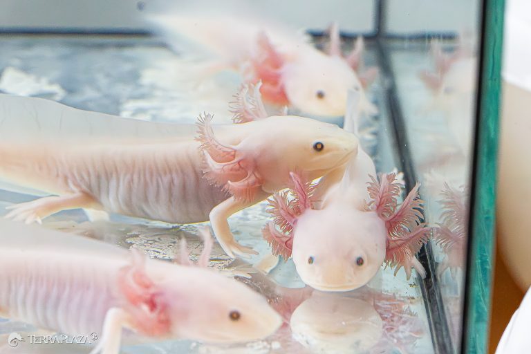 Axolotl neoteny, Ambystoma mexicanum with external gills