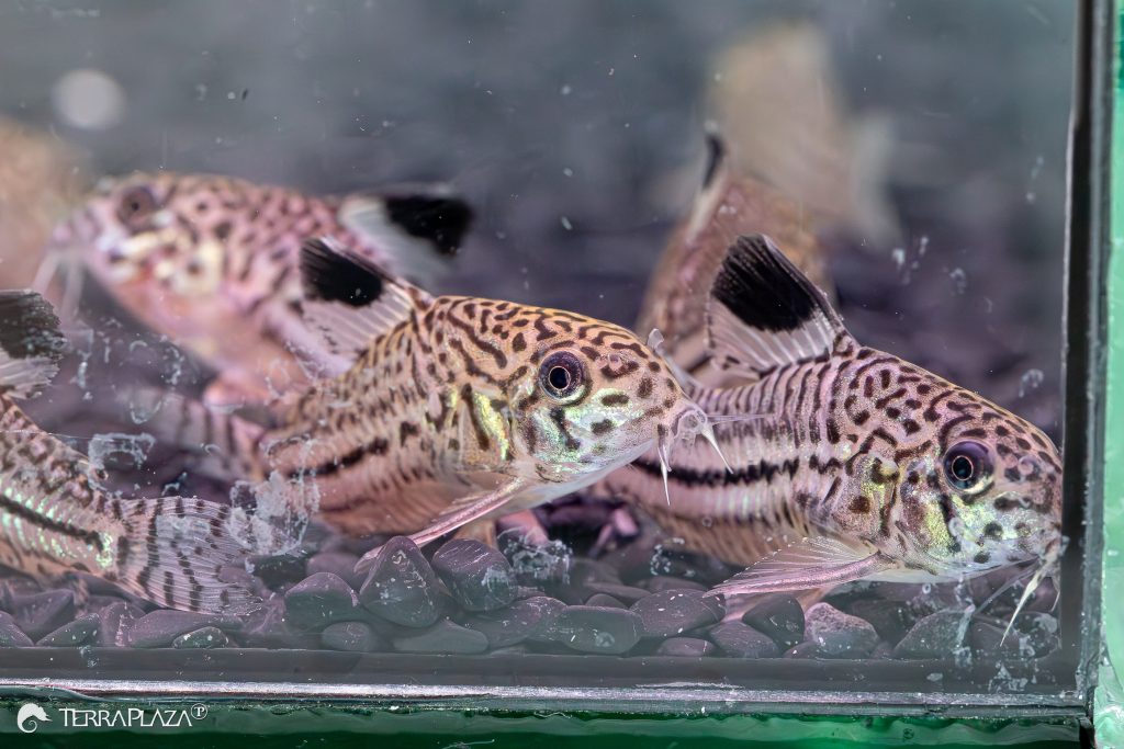 Gyászfoltos páncélosharcsa Gyászfoltos páncélosharcsa, Corydoras julii akvárium aljzatán