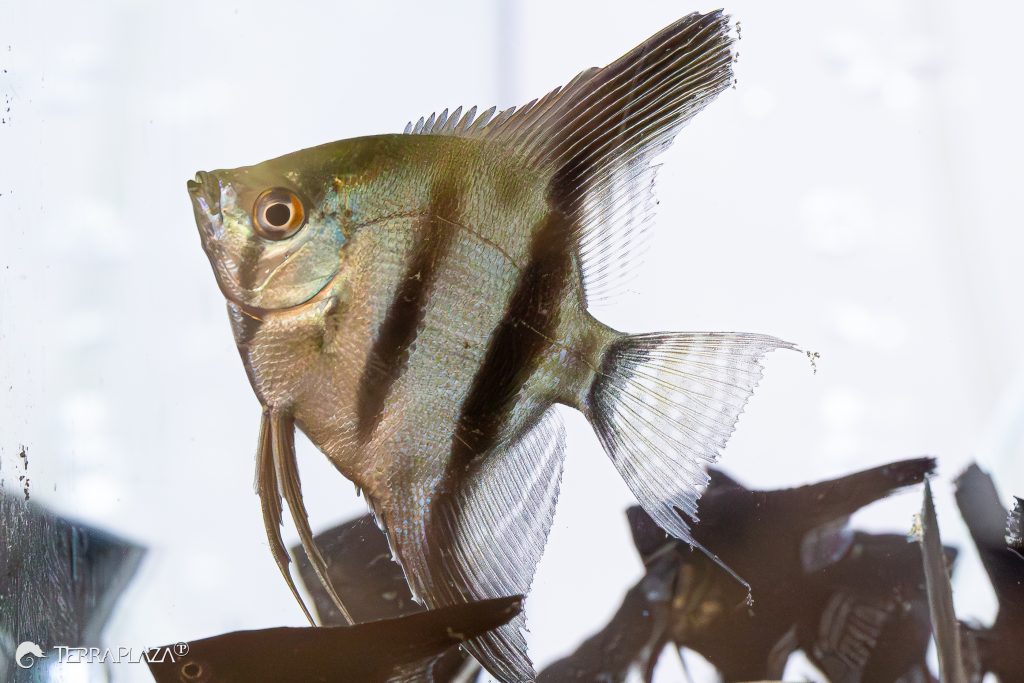 Angelfish social behavior, Pterophyllum scalare swimming in a group