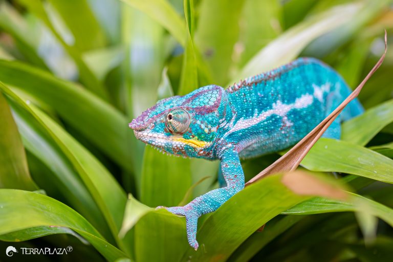 Panther chameleon feet, Furcifer pardalis gripping a branch