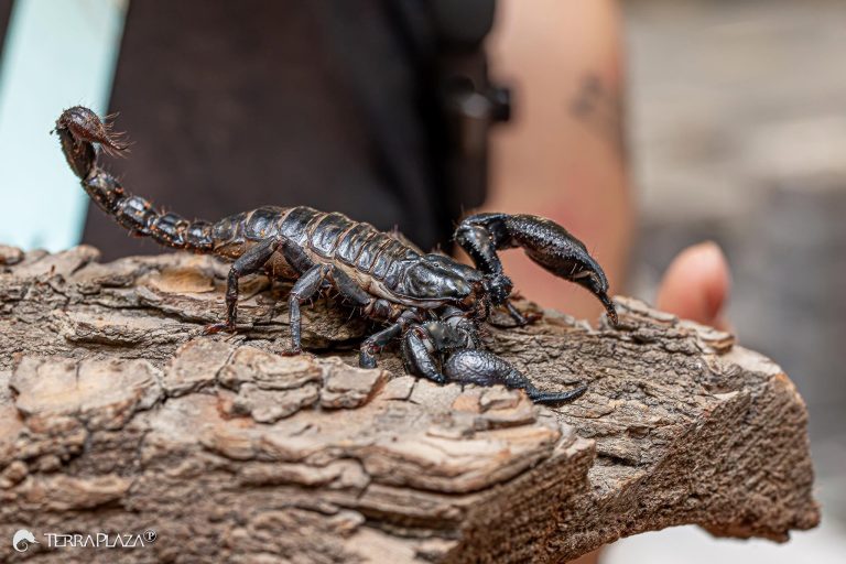 Scorpion anatomy showing pincers, walking legs, segmented tail and venomous stinger
