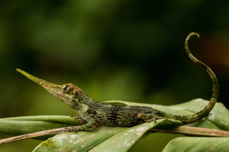 Ormányos anolisz (Anolis proboscis)