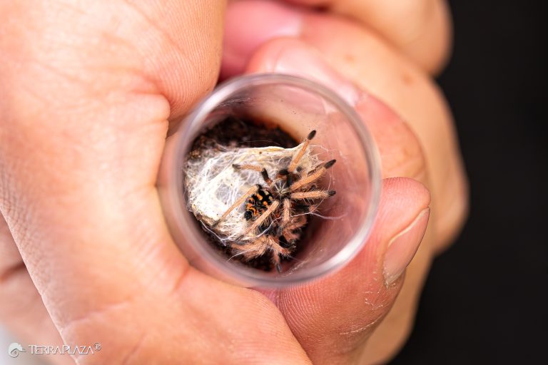 Fiatal Chromatopelma cyaneopubescens kontrasztos narancsos potrohmintázattal
