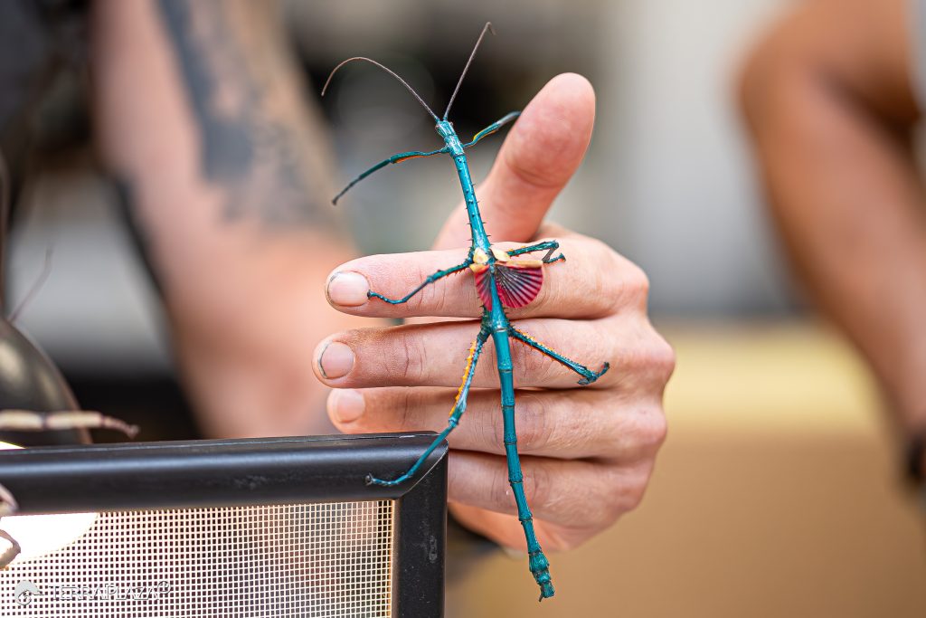 Achrioptera manga colorful stick insect from Madagascar