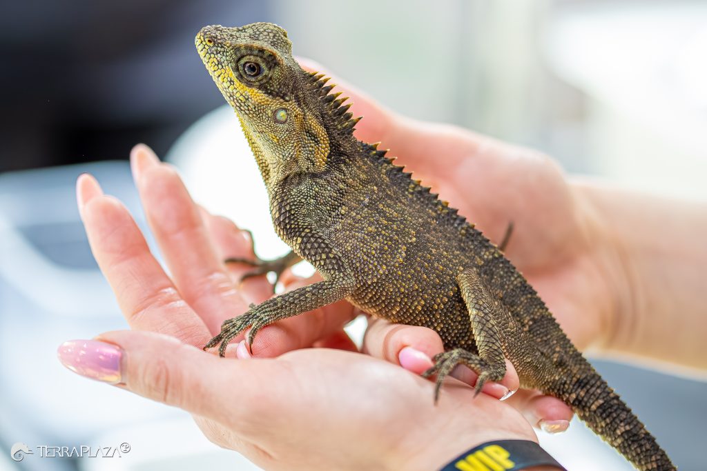 Mountain horned dragon (Acanthosaura capra)