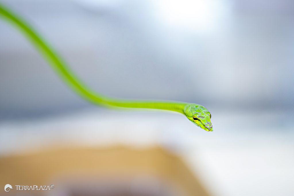 Green Vine Snake Venom: Fangs at the Back of the Mouth Green vine snake (Ahaetulla nasuta)