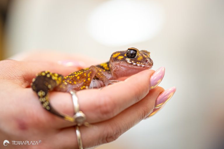 Underwoodisaurus milii Australian thick-tailed gecko