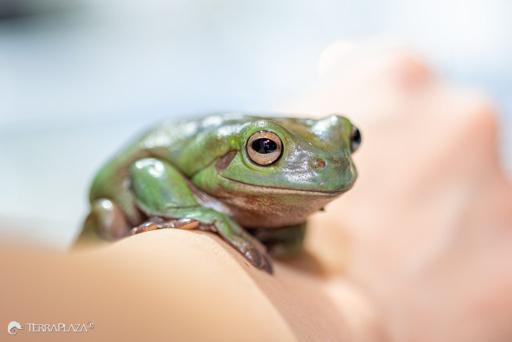 Ausztrál levelibékák: új nevek a tudományban Ausztrál levelibéka (Pelodryas caerulea), korábbi tudományos nevén Litoria caerulea