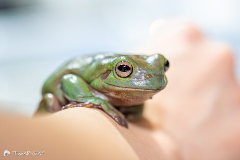 Ausztrál levelibéka (Pelodryas caerulea), korábbi tudományos nevén Litoria caerulea