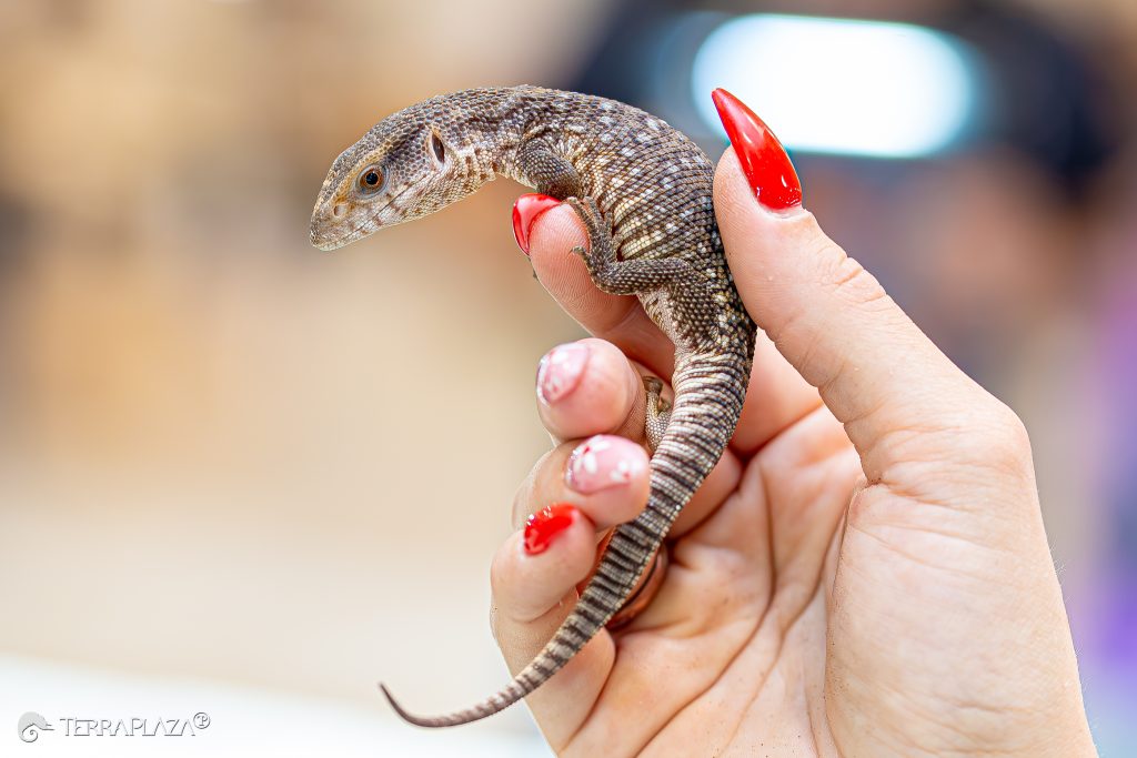 Szavanna varánusz élőhelye, Varanus exanthematicus afrikai szavannán
