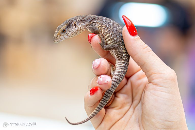 Szavanna varánusz élőhelye, Varanus exanthematicus afrikai szavannán