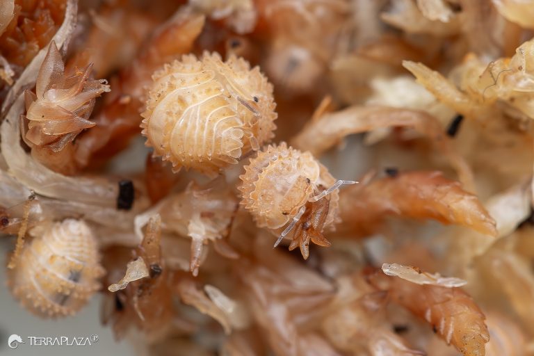 Cristarmadillidium muricatum tüskés testfelszínű szárazföldi ászkarák