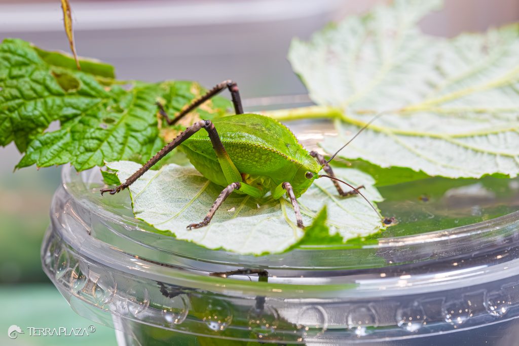 Siliquofera grandis giant Papuan katydid with green, leaf-like wings