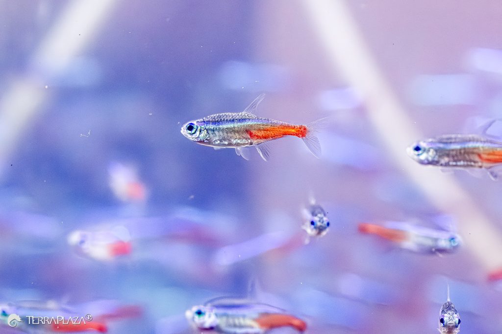 Kék neonhal (Paracheirodon innesi) kék oldalcsíkkal és piros sávval