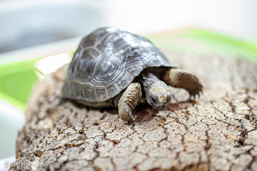 Aldabrai óriásteknős, Aldabrachelys gigantea teherbíró páncéllal