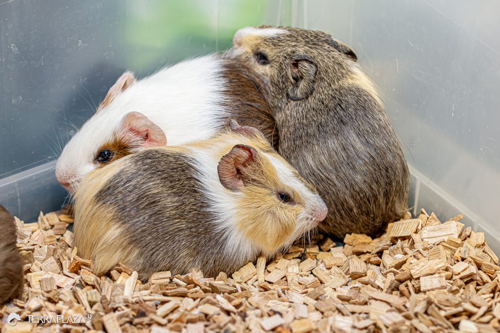 Tengerimalacok társas élete, együtt pihenő tengerimalacok