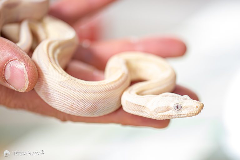 Boa constrictor imperator hunting and constricting prey