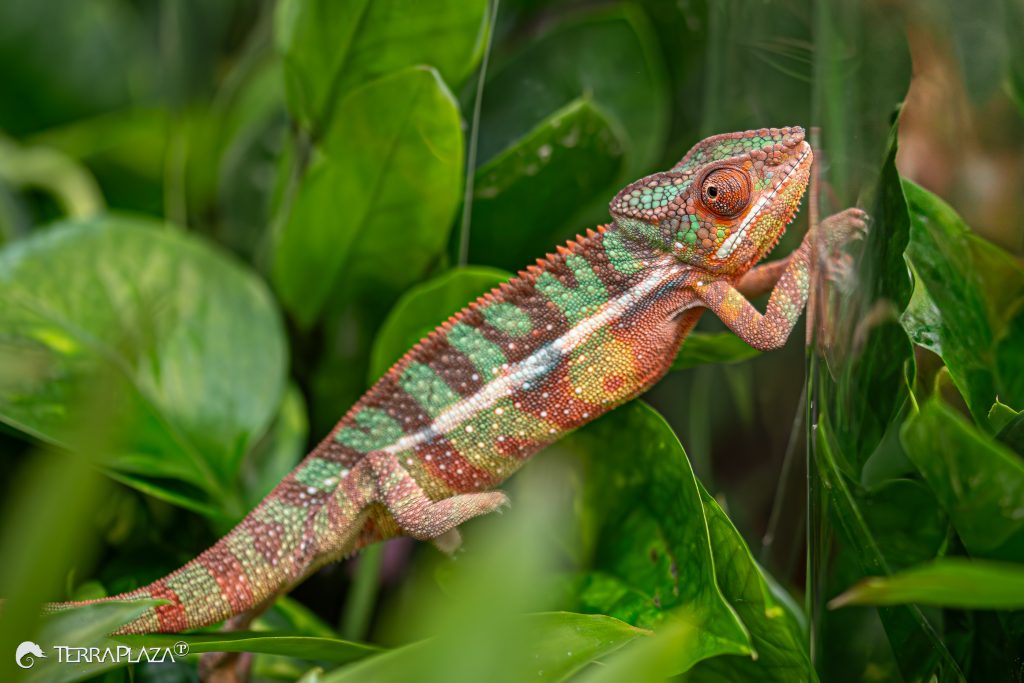 Párduckaméleon udvarlása, Furcifer pardalis hím élénk színekkel