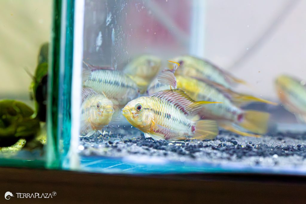 Vöröscsíkos törpesügér, Apistogramma hongsloi élénk színekkel