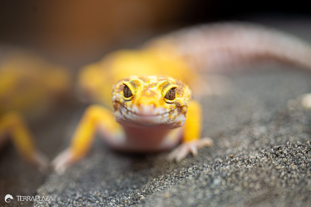 Leopard gecko eyelid Leopard gecko eyelid, Eublepharis macularius blinking