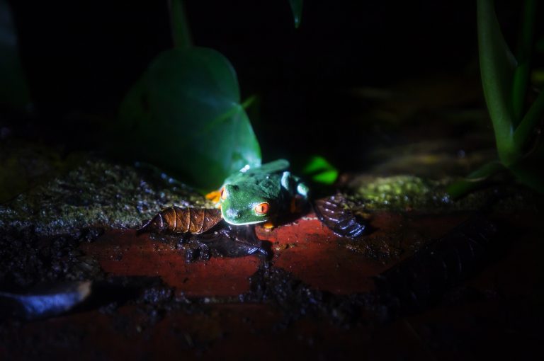 Vörösszemű levelibéka a trópusi esőerdőben, éjszakai megvilágításban