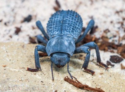 Blue death feigning beetle szeretnék vásárolni