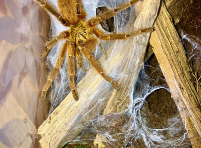 P. murinus hím ajándékba