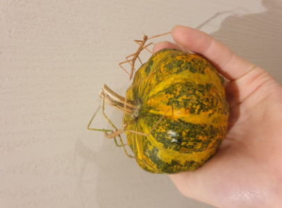 Nőstény Bengáli Botsáskák