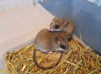 Akácia patkány (Thallomys paedulcus) eladó
