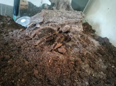 Lasiodora Parahybana