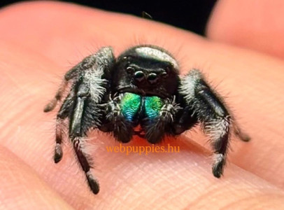 Phidippus Regius 
