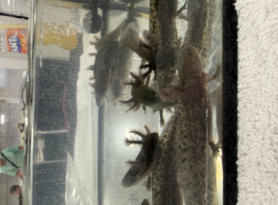 Axolotl