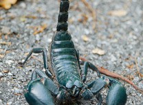 black scorpion for sale