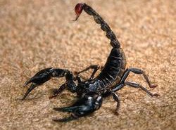 We are internationl suppliers of black scorpions
