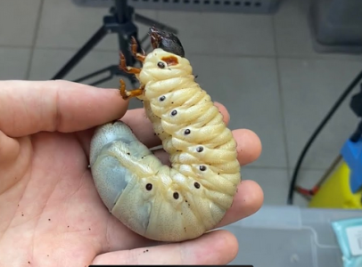 Herkulesbogár lárvát vagy petét keresek!