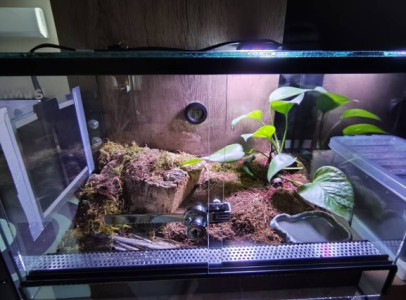 Terráriumban Heterometrus silenus