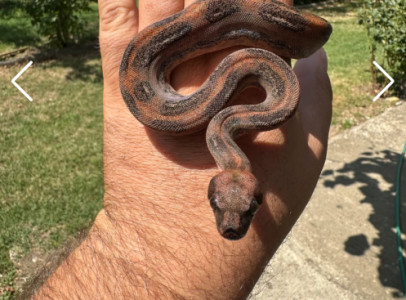 Supernova Boa (Mandarin Belly Leopard Boa