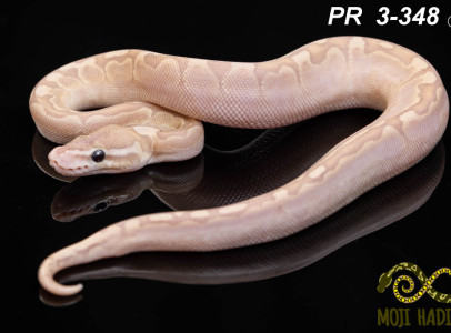 A királyi piton színmutációi