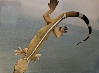 Sávos gekkó (Gekko Vittatus)