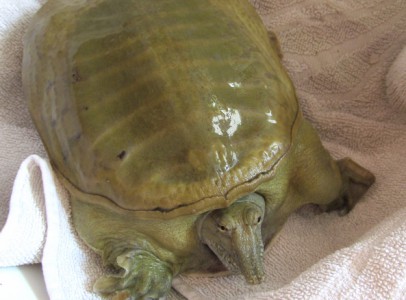 Ivarérett nőstény kínai lágyhéjú teknős eladó