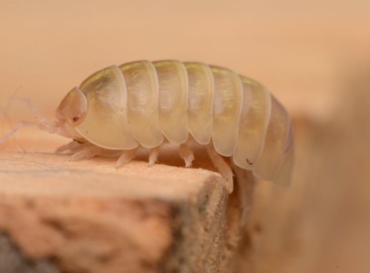 The biggest offer isopods in europe!!
