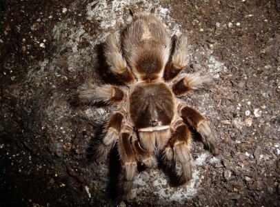 tarantula spiders